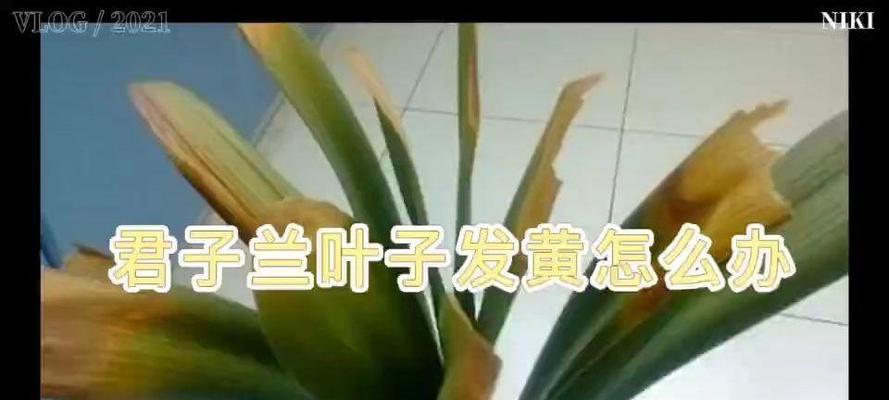 君子兰叶子过长怎么办？有哪些处理方法？
