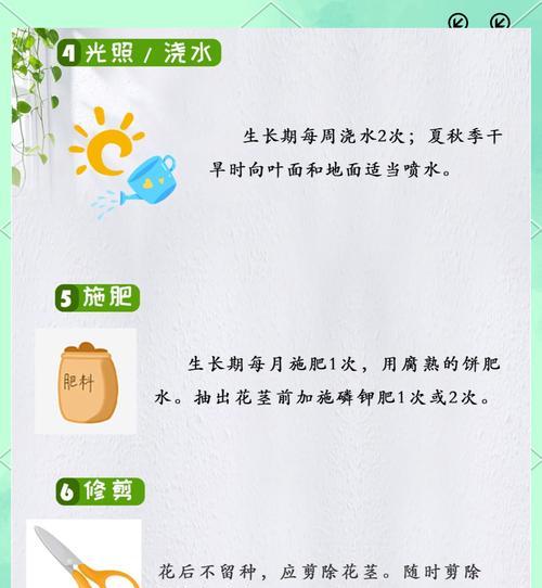 君子兰花苞不开花原因？如何促进君子兰开花？