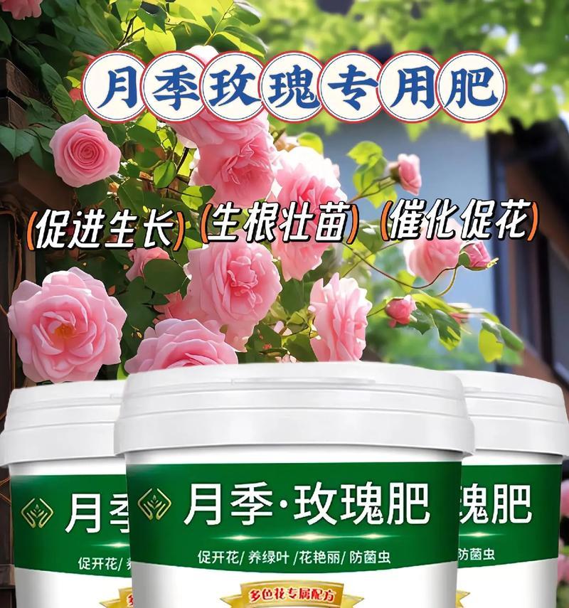 玫瑰花修剪技巧有哪些？如何保持其茂盛生长？