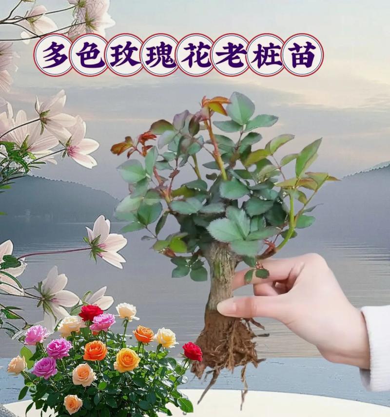 多枝玫瑰花的养护方法是什么？如何保持其旺盛生长？