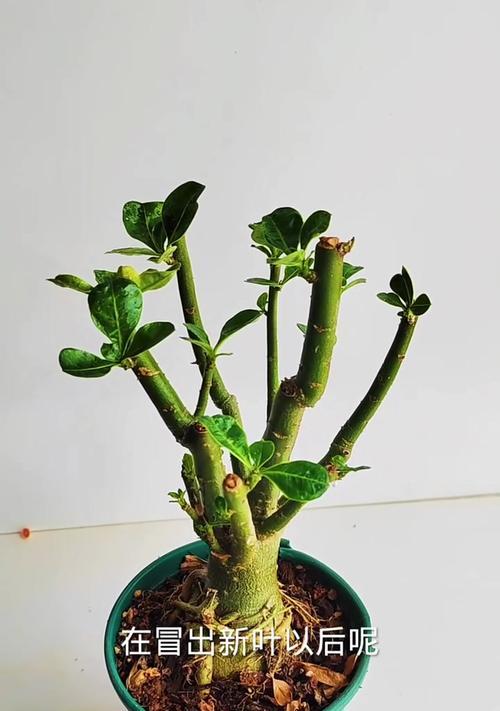 多枝玫瑰花的养护方法是什么？如何保持其旺盛生长？