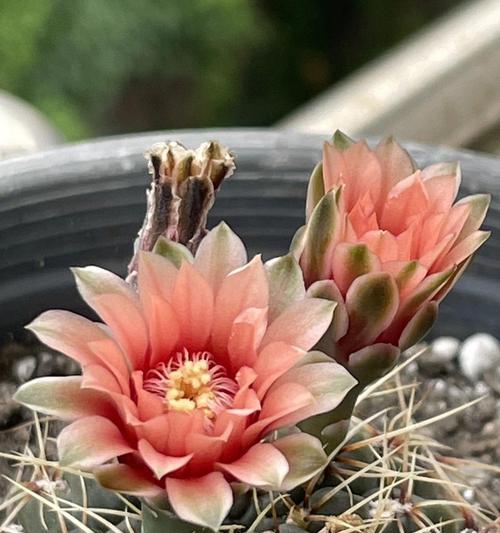 彩色仙人球的开花形态有何特点？