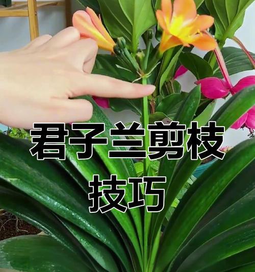 君子兰3月未见花苞如何处理？怎样促进花芽分化？