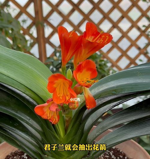 君子兰3月未见花苞如何处理？怎样促进花芽分化？