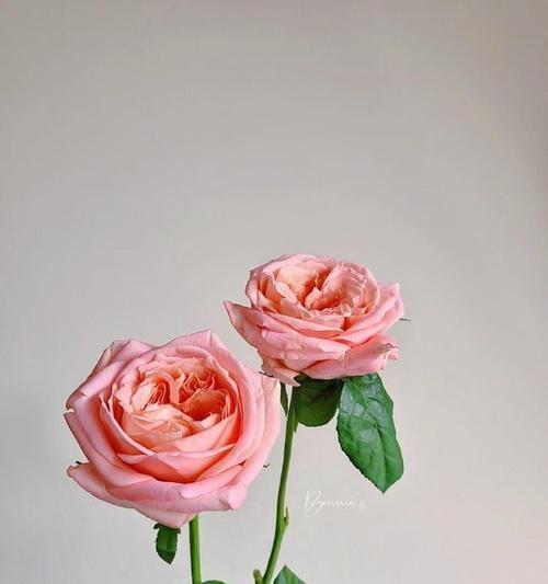 玫瑰花与眼睛花有哪些不同特征？