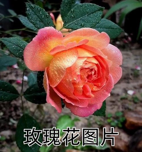 玫瑰花与眼睛花有哪些不同特征？