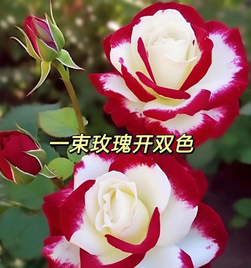 玫瑰花与眼睛花有哪些不同特征？