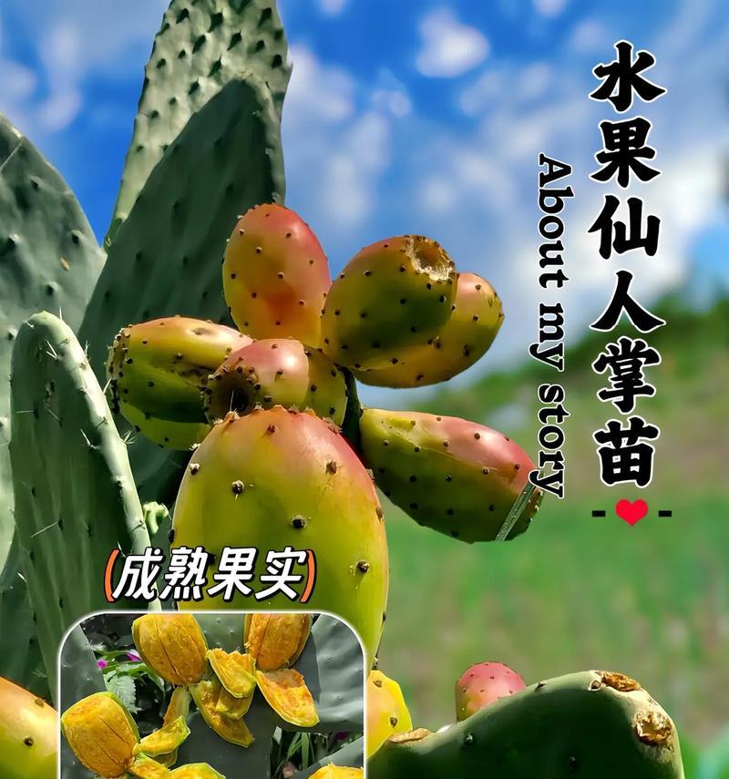 家庭阳台养仙人球的秘诀是什么？