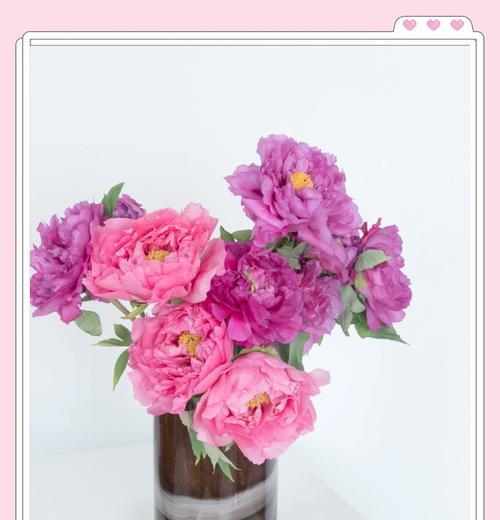 单棵牡丹花的养护与管理要点是什么？