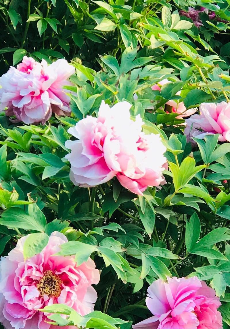 在《我的世界》中如何种植牡丹花？盛开的牡丹花有何特点？
