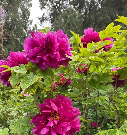 在《我的世界》中如何种植牡丹花？盛开的牡丹花有何特点？