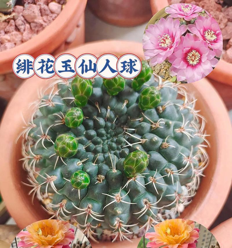 七彩仙人球如何种植才能开花？有哪些技巧？