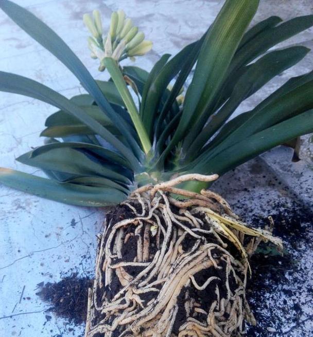 君子兰开花时芽子发黑是什么原因？如何解决？