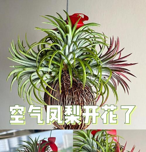 菠萝花仙人球的养殖技巧有哪些？