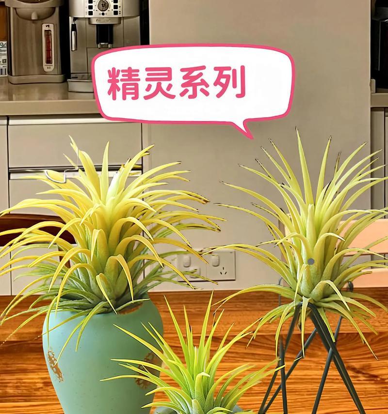 菠萝花仙人球的养殖技巧有哪些？