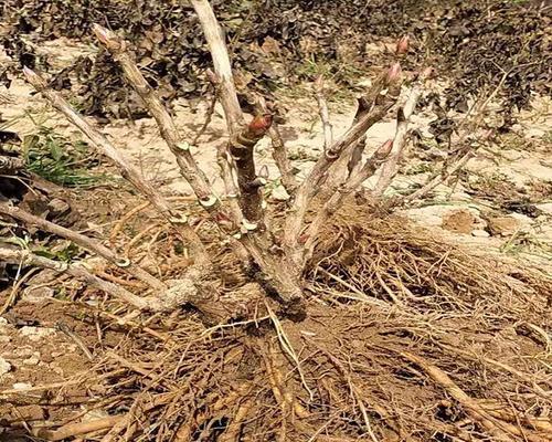 四哥盆栽牡丹花种植方法是什么？种植过程中应注意什么？