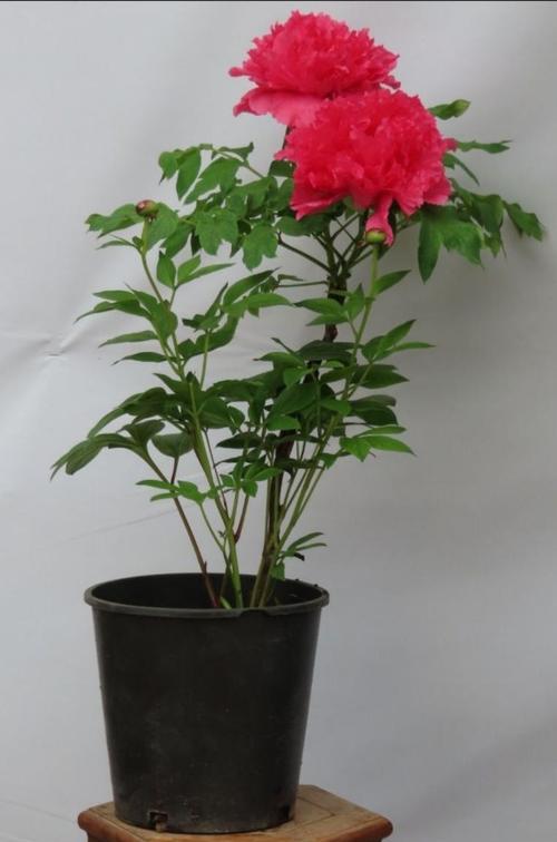 四哥盆栽牡丹花种植方法是什么？种植过程中应注意什么？