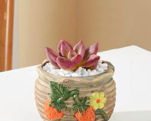 仙人球花盆铺面石白色有何作用？