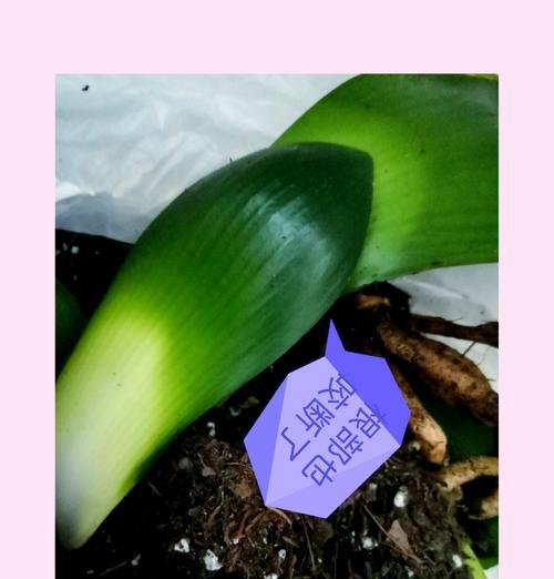泥瓦盆种植君子兰的可行性及方法是什么？