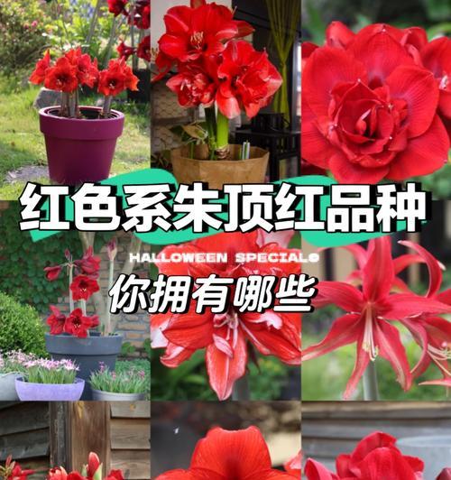 玫瑰花耳针红色品种有何特点？