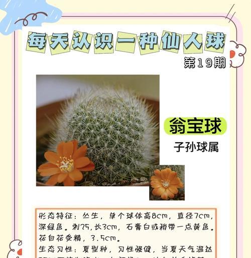 玉翁仙人球在12月的种植技巧有哪些？如何确保其安全过冬？
