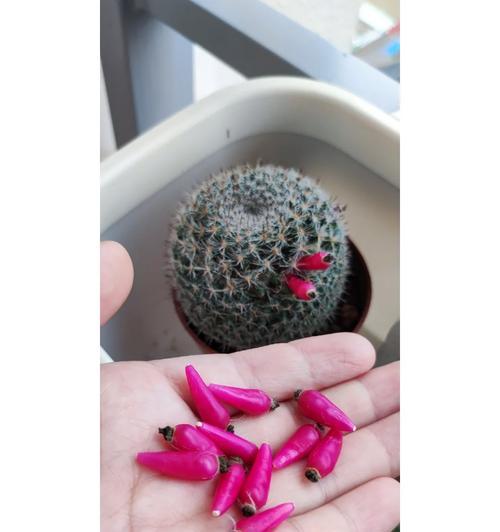 玉翁仙人球在12月的种植技巧有哪些？如何确保其安全过冬？