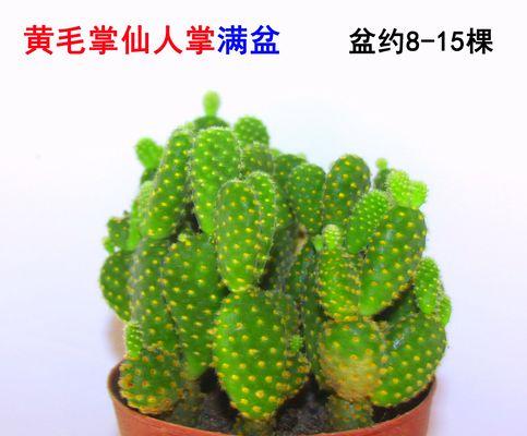 玉翁仙人球在12月的种植技巧有哪些？如何确保其安全过冬？