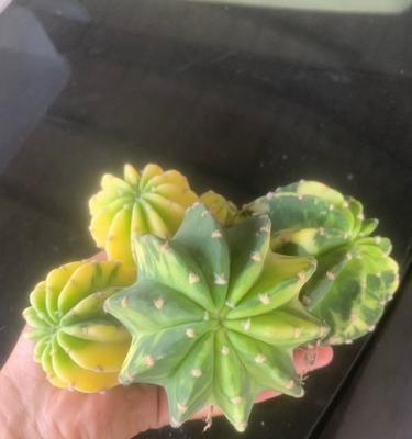 白短毛仙人球的养护难度如何？