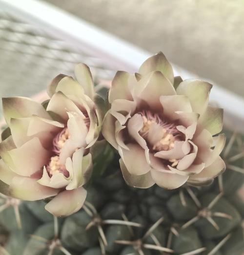 拉根仙人球的养护要点有哪些？