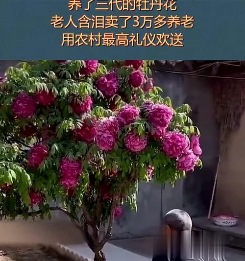东北牡丹花12月育苗的正确方法是什么？需要注意哪些事项？