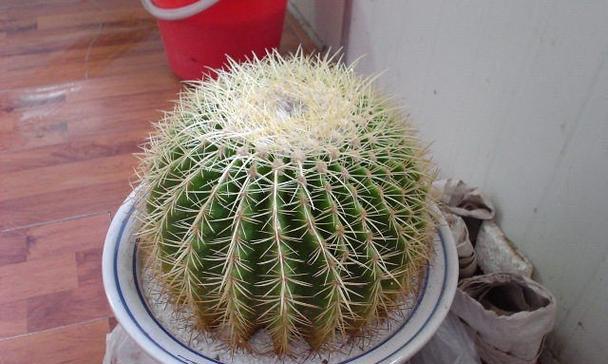不同种类的仙人球有哪些区别？如何区分它们？