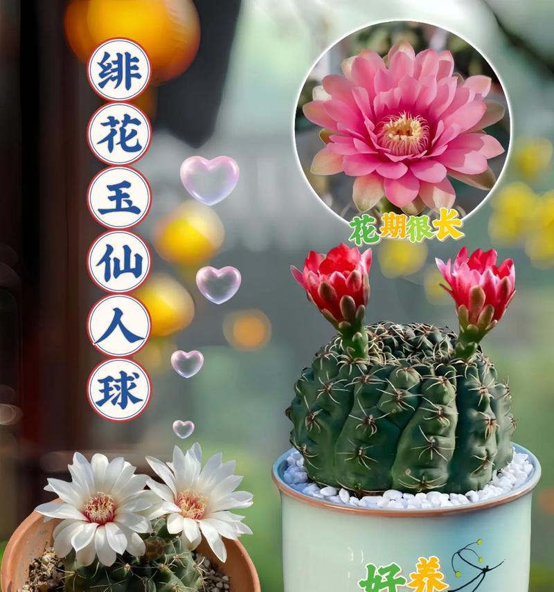 怎么让仙人球开花长久呢？