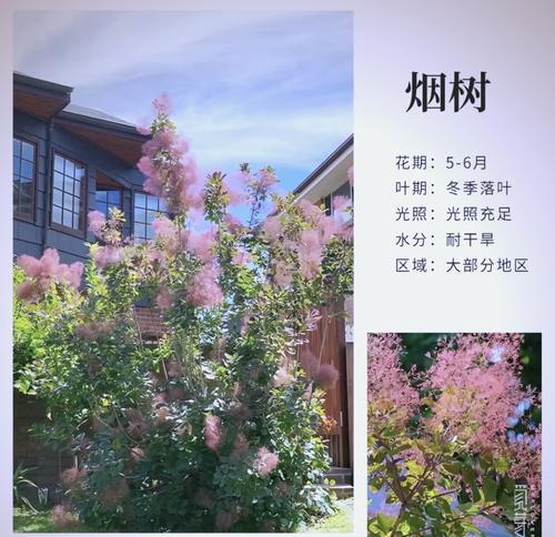 君子兰枝条修剪的最佳时机是什么时候？如何正确剪枝？