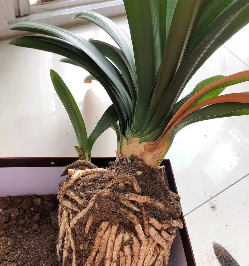 君子兰新芽黄叶的原因是什么？如何预防和处理？