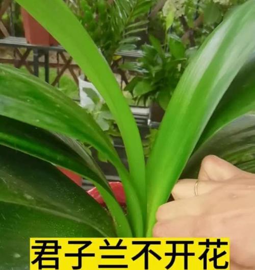 君子兰新芽黄叶的原因是什么？如何预防和处理？