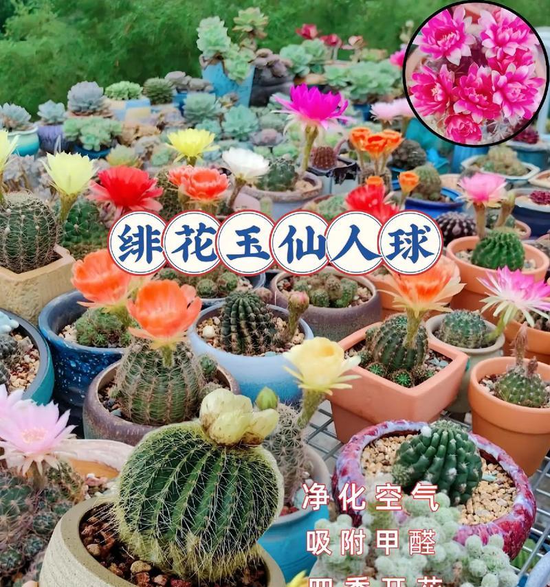 仙人球牡丹的养护要点有哪些？