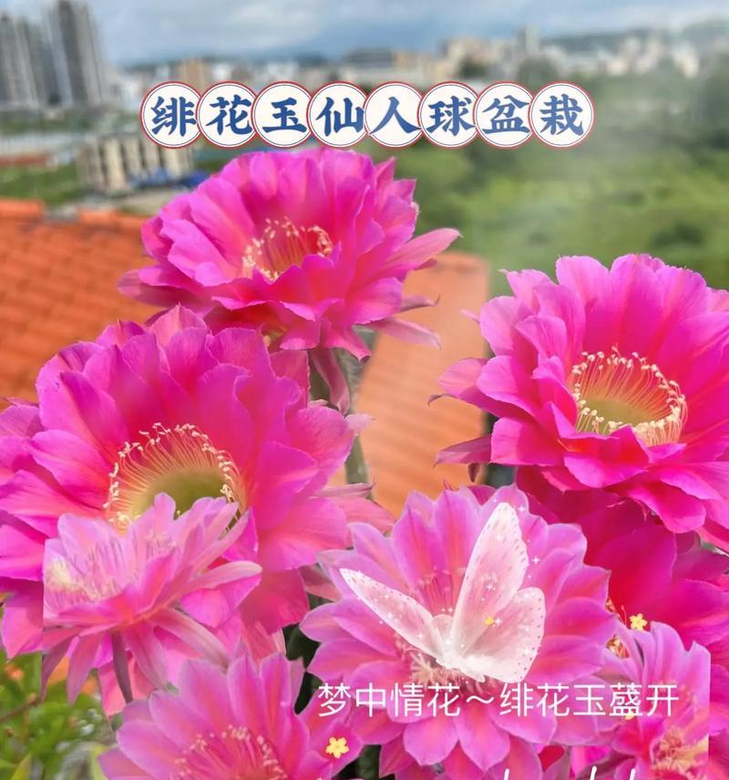 仙人球牡丹的养护要点有哪些？