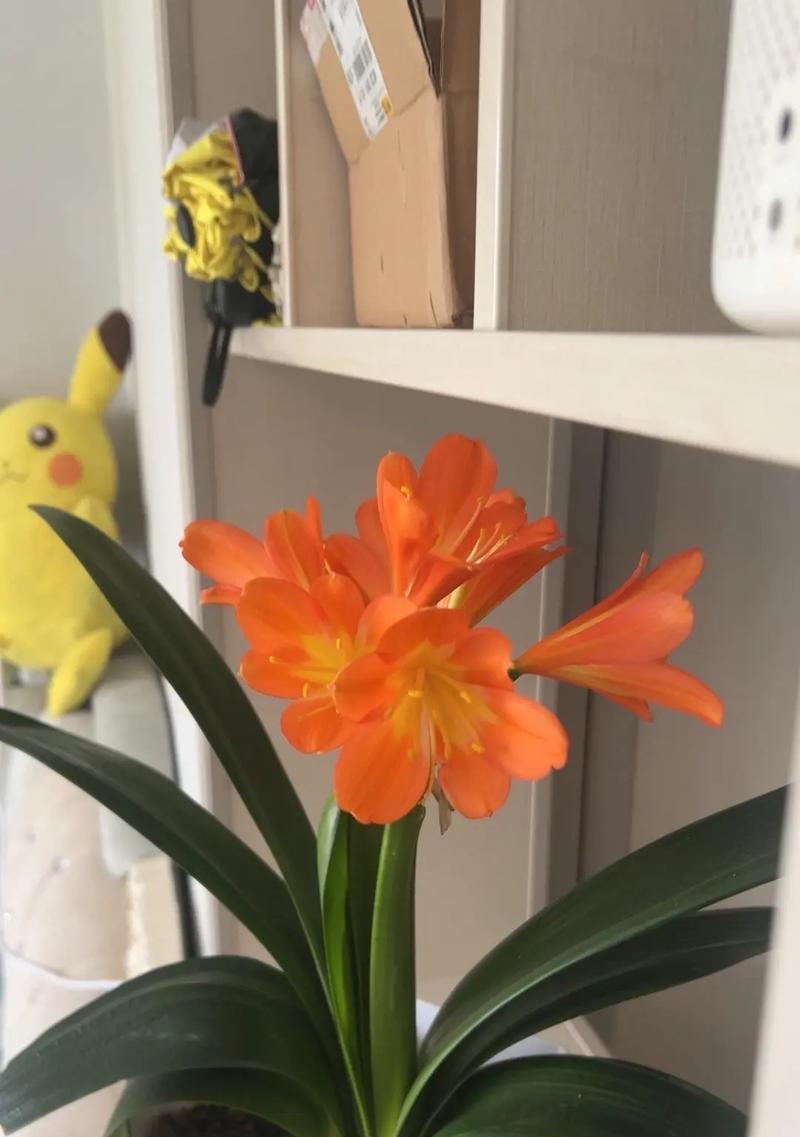 秋季君子兰开花预示着什么？有哪些好兆头？