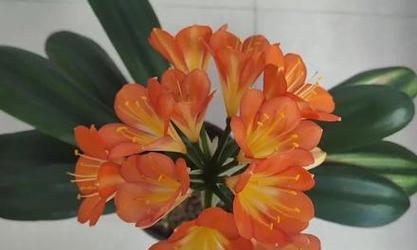 秋季君子兰开花预示着什么？有哪些好兆头？