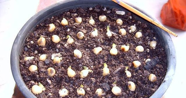 君子兰用土木屑种植有何好处？正确的种植方法是什么？