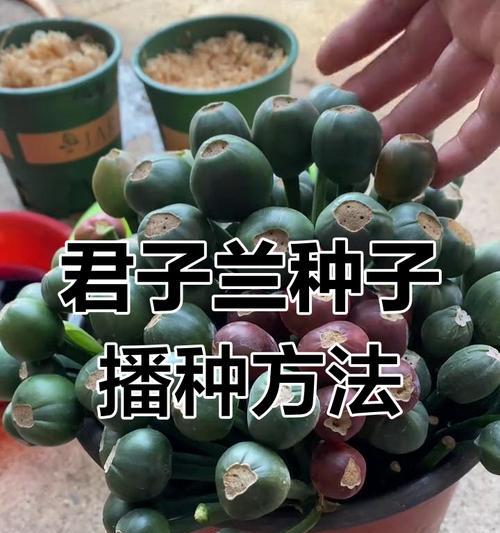 君子兰用土木屑种植有何好处？正确的种植方法是什么？
