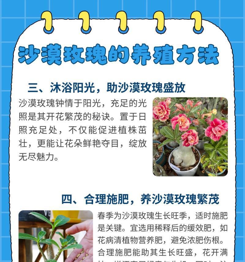 玫瑰花分段种植方法是什么？种植技巧有哪些？