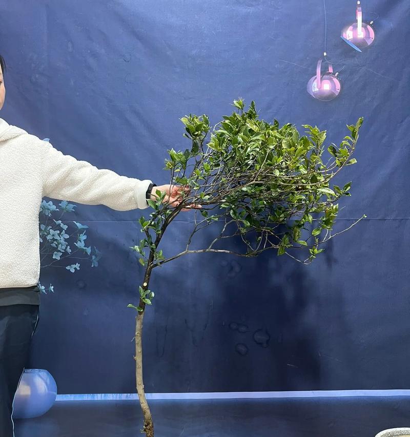 小叶栀子怎么养？小叶栀子的养殖方法和注意事项是什么？