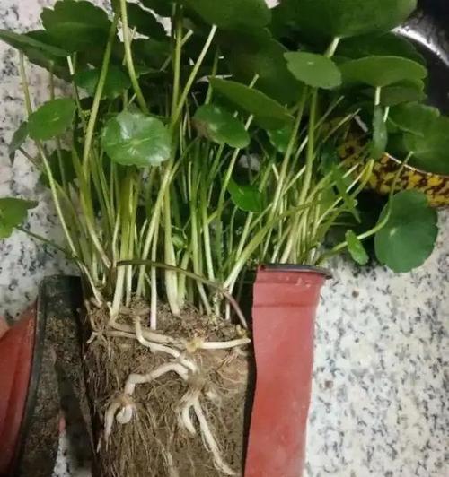 铜钱草的施肥方法是什么？如何选择合适的肥料？