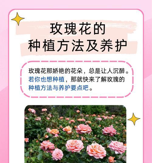 玫瑰花的浇水技巧有哪些？怎样判断浇水的时机？