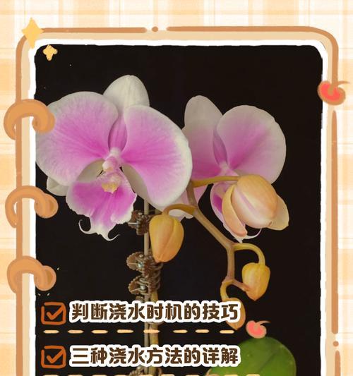 玫瑰花的浇水技巧有哪些？怎样判断浇水的时机？