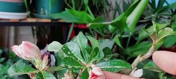 玫瑰花的浇水技巧有哪些？怎样判断浇水的时机？