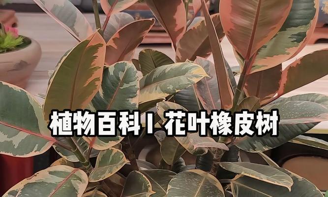 象皮树的养殖技巧是什么？