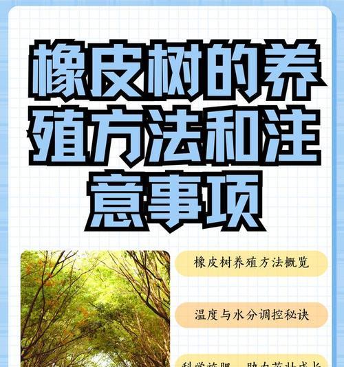 象皮树的养殖技巧是什么？