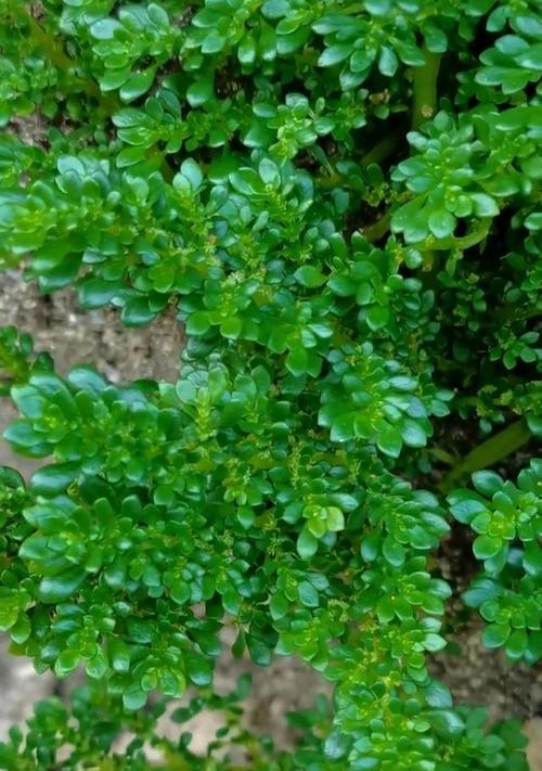 冰水花的养殖要点是什么？如何保持冰水花的观赏性？